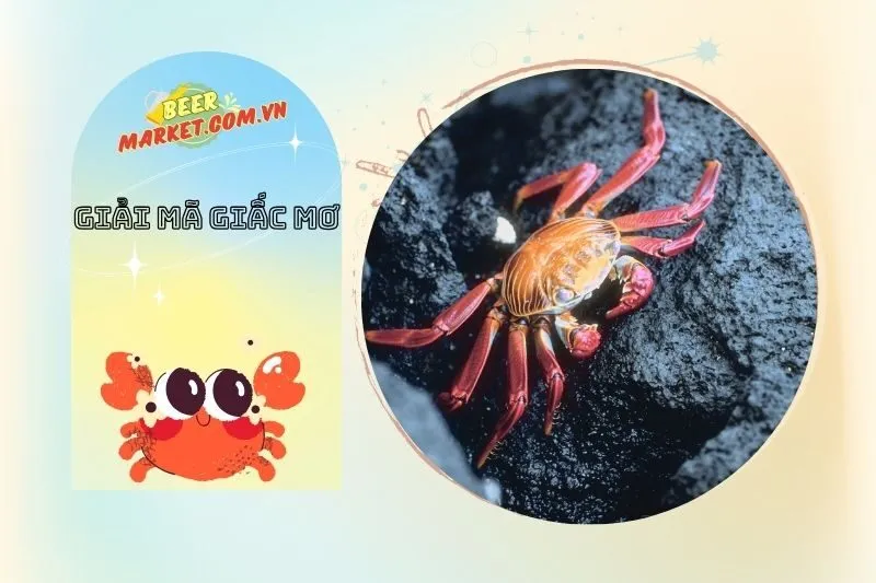 Các kiểu nằm mơ thấy cua và ý nghĩa của từng loại