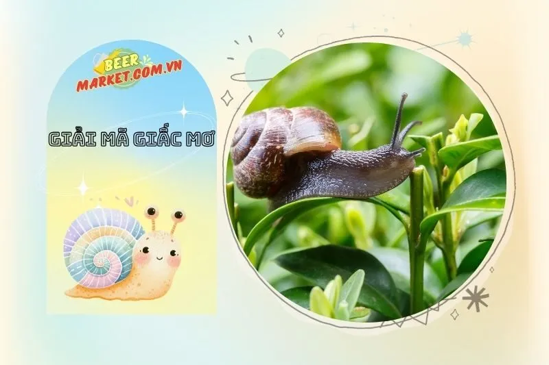 Mơ Thấy Ốc Có Liên Quan Gì Đến Phong Thủy Và Tâm Linh?