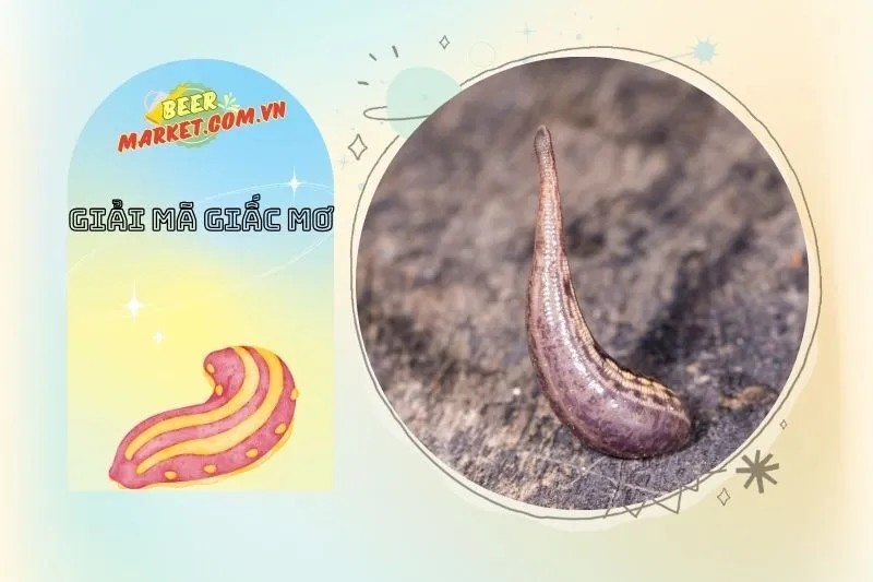 Những Con Số May Mắn Liên Quan Đến Giấc Mơ Thấy Đỉa