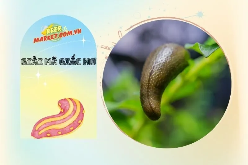 Phân Tích Chi Tiết Các Trường Hợp Nằm Mơ Thấy Đỉa