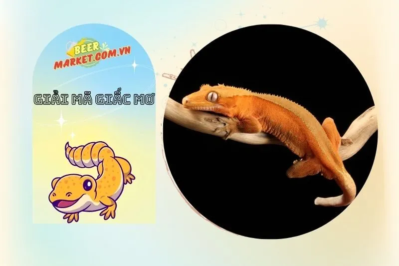 Các giấc mơ phổ biến liên quan đến tắc kè và ý nghĩa