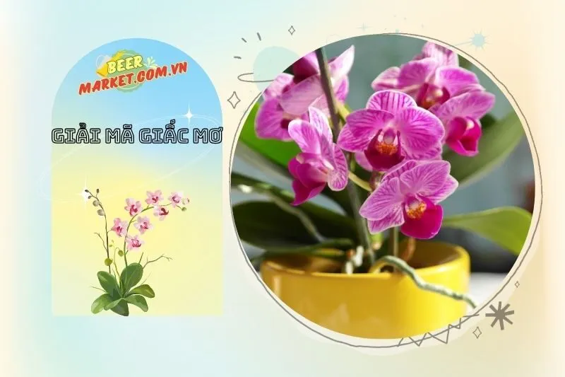 Cách Tận Dụng Điềm Báo Trong Giấc Mơ Thấy Hoa Lan