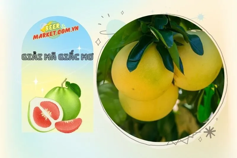 Cách Ứng Phó Với Những Điềm Báo Từ Giấc Mơ Thấy Quả Bưởi