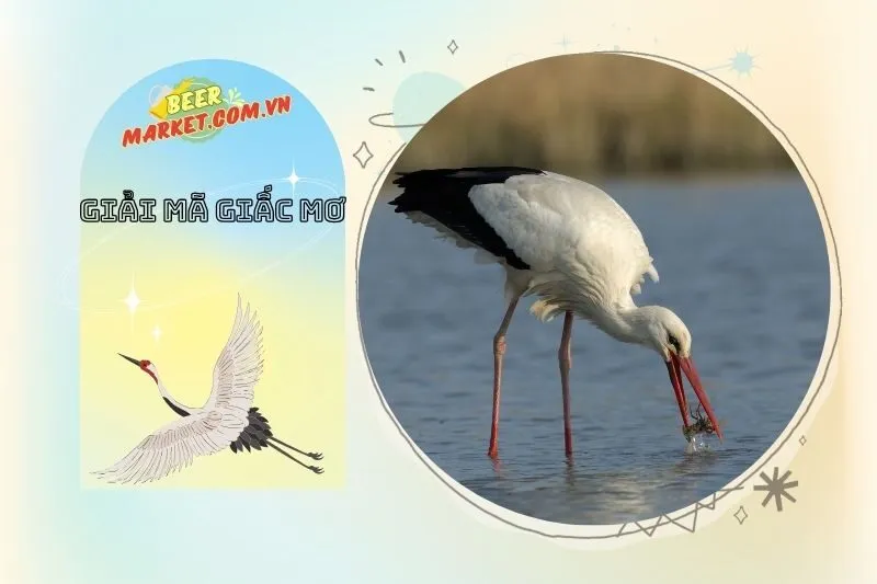 Cò Trắng Và Sự Kết Nối Với Tâm Linh