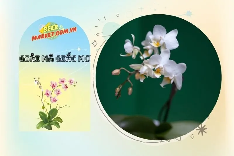 Con Số Liên Quan Đến Nằm Mơ Thấy Hoa Lan