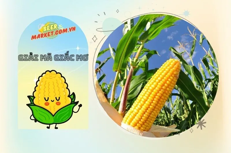 Con số may mắn liên quan đến giấc mơ thấy bắp ngô