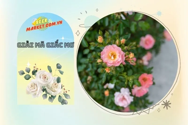 Con số may mắn liên quan đến giấc mơ thấy cây hoa hồng