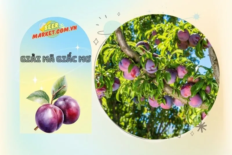 Con số may mắn liên quan đến giấc mơ thấy cây mận