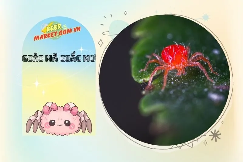 Con Số May Mắn Liên Quan Khi Nằm Mơ Thấy Nhện