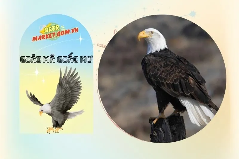 Điềm báo tốt hay xấu khi mơ thấy chim đại bàng