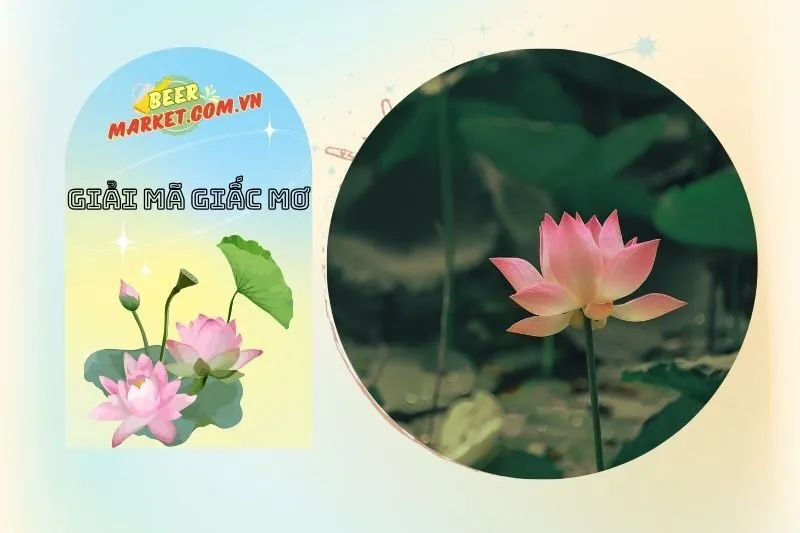 Điềm báo từ giấc mơ thấy hoa sen