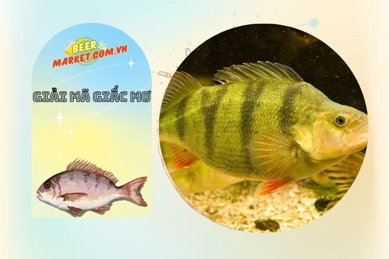 Điềm lành hay dữ trong giấc mơ nằm mơ thấy cá rô?