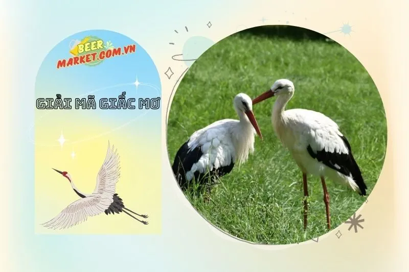 Giấc Mơ Thấy Cò Trắng Trong Tình Yêu Và Quan Hệ