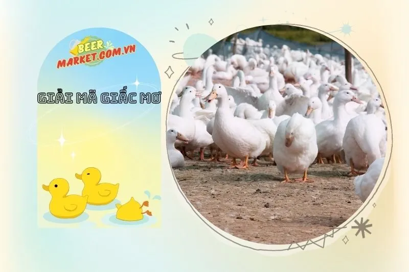 Giải mã con số may mắn khi mơ thấy vịt