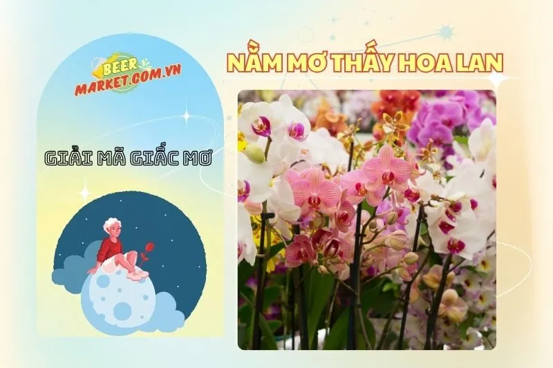 Giải Mã Nằm Mơ Thấy Hoa Lan: Điềm Báo Từ Các Loại Hoa Lan