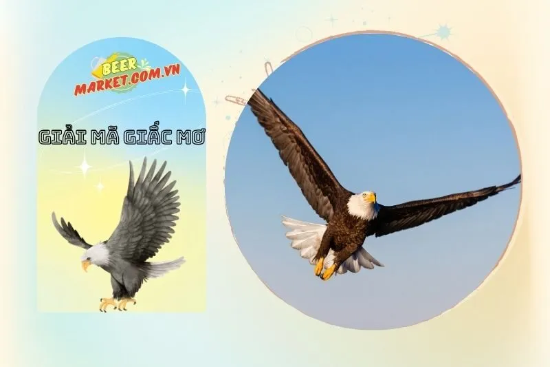 Giải mã ý nghĩa nằm mơ thấy chim đại bàng