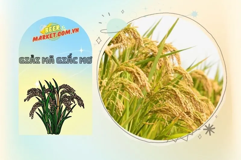 Giải Thích Con Số May Mắn Liên Quan Đến Giấc Mơ Thấy Lúa