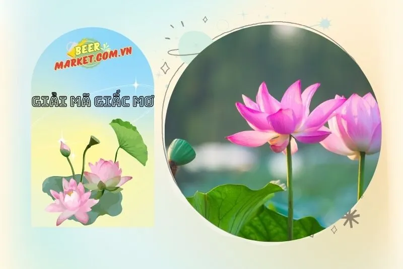 Hoa sen và biểu tượng trong văn hóa Việt Nam