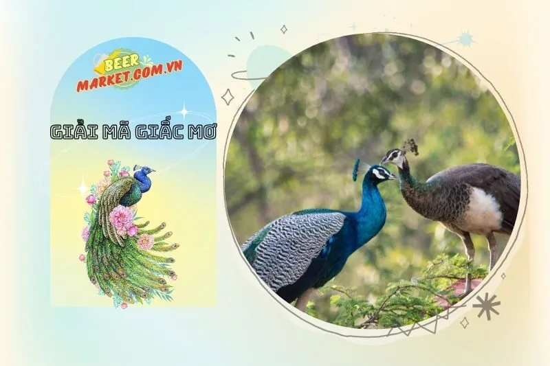 Lý Thuyết Phong Thủy Và Ý Nghĩa Của Chim Công Trong Các Vùng Văn Hóa Khác