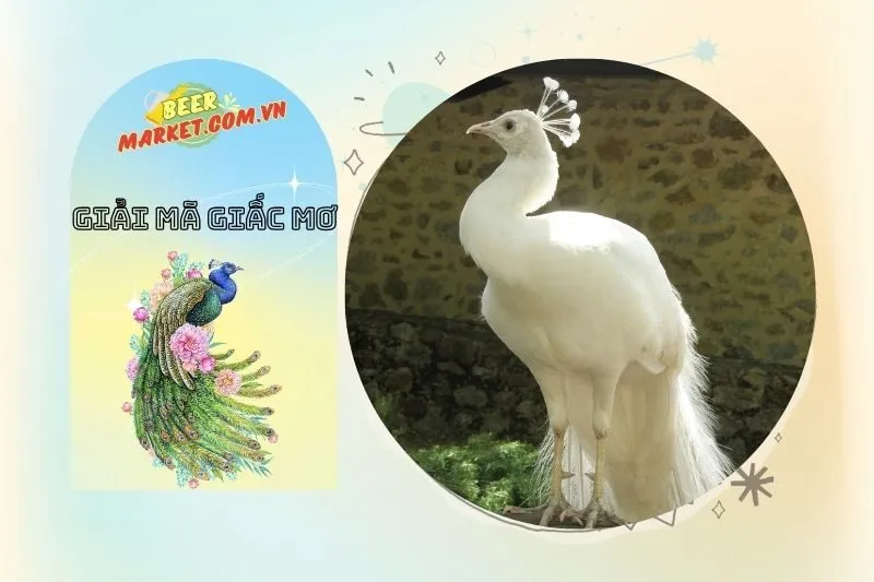 Mơ Thấy Chim Công Chết - Cảnh Báo Về Những Khó Khăn Và Thử Thách
