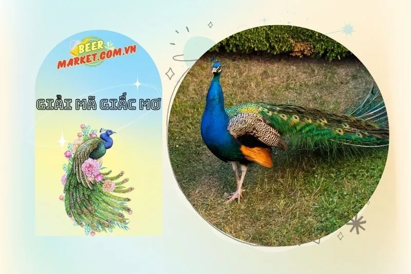 Mơ Thấy Chim Công Và Con Số May Mắn