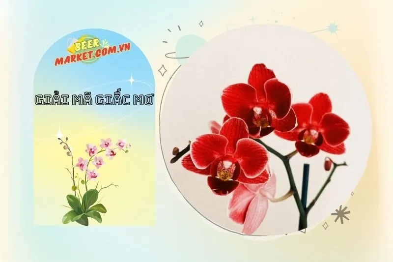 Mơ Thấy Hoa Lan Trong Tình Yêu: Điềm Báo Mối Quan Hệ