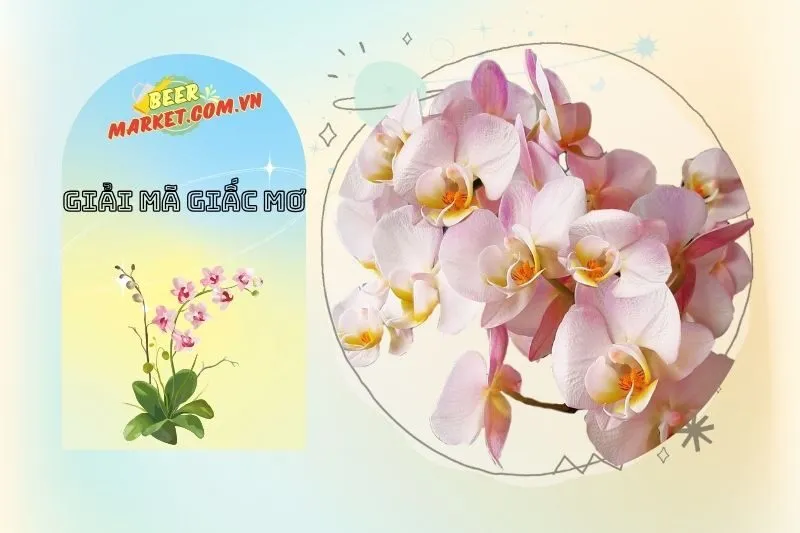 Mơ Thấy Hoa Lan và Sự Nghiệp: Điềm Báo Thành Công?