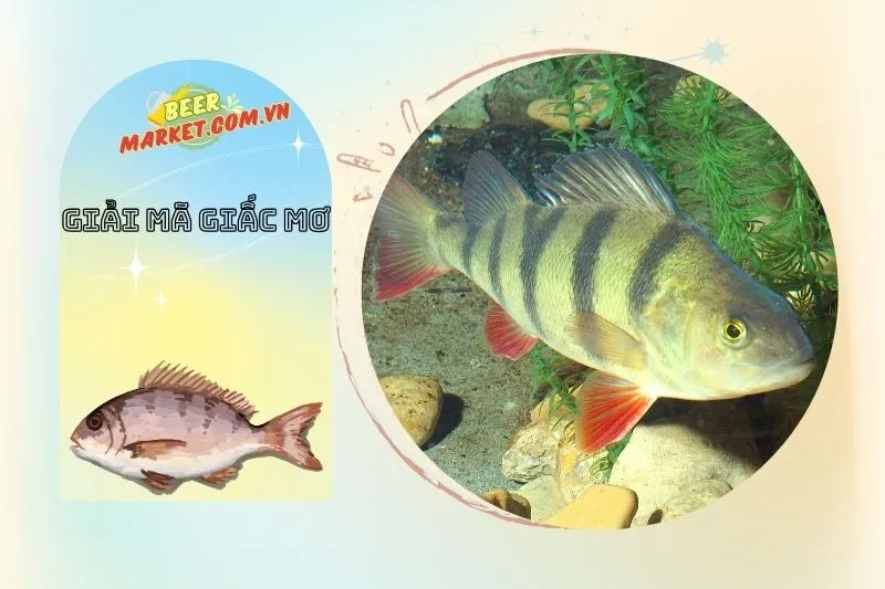 Nằm mơ thấy cá rô mang ý nghĩa gì?