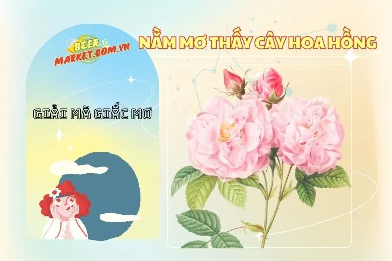 Nằm mơ thấy cây hoa hồng: Giải mã ý nghĩa và điềm báo thú vị
