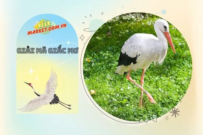 Những Con Số May Mắn Từ Giấc Mơ Thấy Cò Trắng