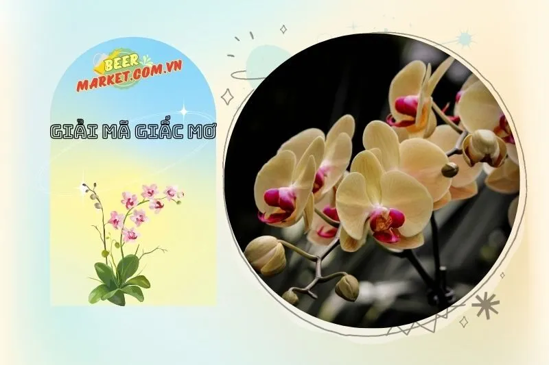 Những Điềm Báo Tiêu Cực Từ Giấc Mơ Thấy Hoa Lan