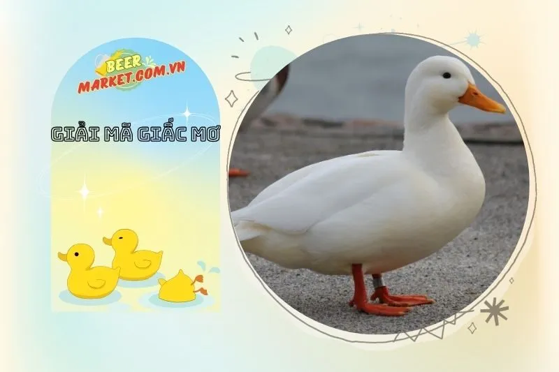 Những giấc mơ thấy vịt khác và ý nghĩa riêng của chúng