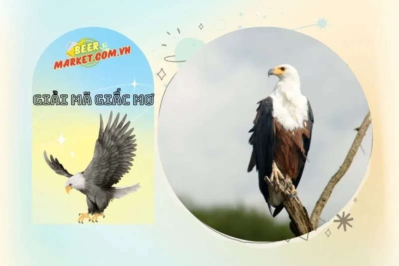 Phân tích giấc mơ thấy đại bàng và con số may mắn liên quan