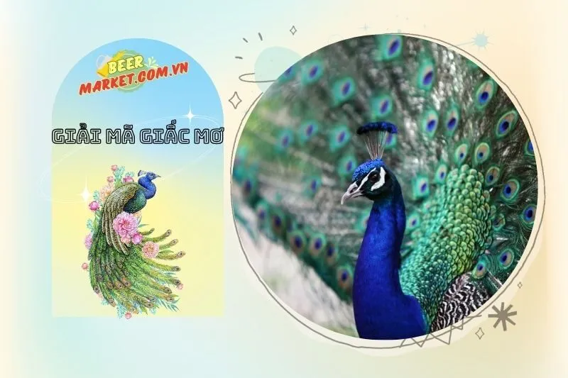 Tầm Quan Trọng Của Chim Công Trong Phong Thủy