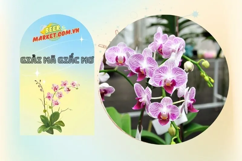 Ý Nghĩa Cụ Thể Của Từng Loại Hoa Lan Trong Giấc Mơ