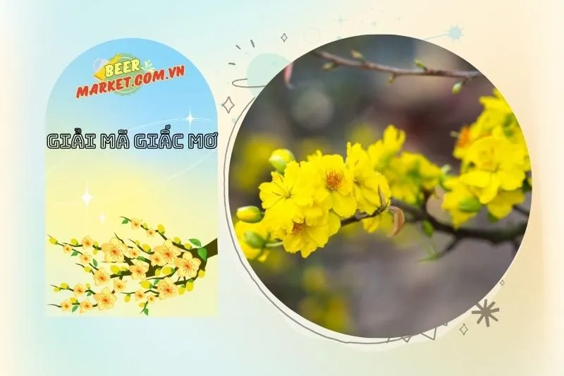 Các Tình Huống Mơ Thấy Hoa Mai Và Ý Nghĩa Của Chúng