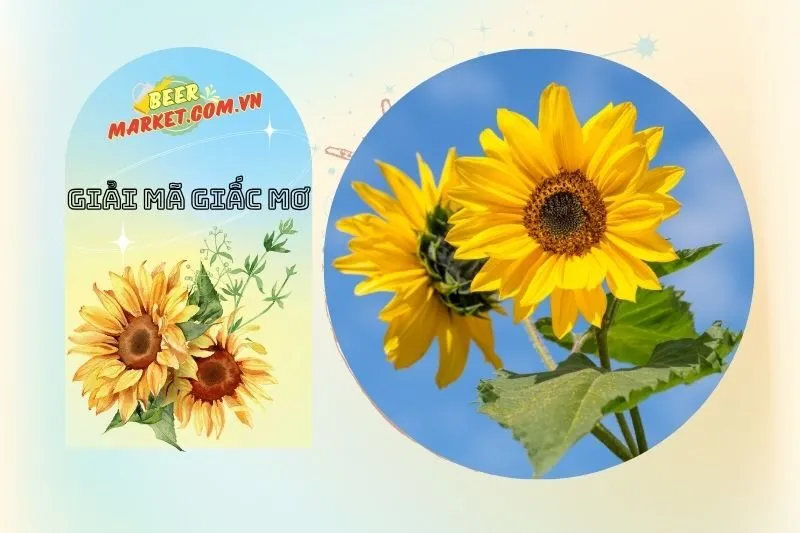 Điềm Báo Từ Mơ Thấy Hoa Hướng Dương Nở